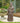 Old World St. Francis Statue