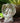 Old World Guardian Angel Statue