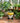 Gnome Sunflower Planter Stand