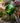 Glass Green Gazing Globe