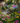 Glass Floral Hummingbird Birdbath with Metal Stand