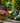 Metal Wacky Tropical Rooster Décor with Blue Tail