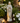 Praying Madonna Statue