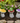 Cement Frog on Mushroom Statues - Assted Tray Pack of 12
