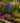 Colorful Garden Pick