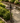 Tiered Pedestal Fish Fountain Birdbath - Gold
