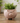 Ceramic Pig Planter with Drainage Hole