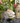 Gnome Statue with Hands Behind his Back