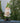 Garden Gnome Statue with Folded Hands