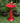 Red Metal Birdbath with Birds and Leaves