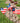 Patriotic Flag Garden Stake