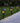 Solar Black Lantern Pathway LED Light