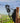 Farm Metal Rooster Peeking Fence or Post Decor