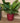 Red Glossy Striped Planter with Drainage Hole