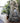Rainforest Waterfall Tree Trunk Fountain with LED Lights