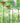 Butterfly Pot Stickers