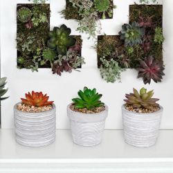 Succulent Flower Pot - Asstd. Tray Pack 9